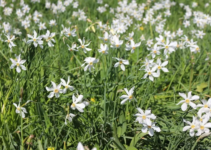 Dom wakacyjny Logis De 2 Blonay